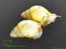 Achatina iredalei - 